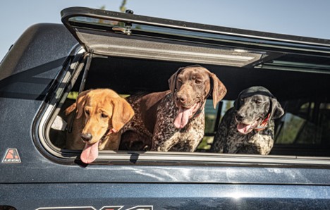 Dog in truck bed with cap 2025